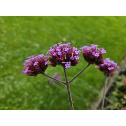 Garden basics 24x Verbena bonariensis - ↕10-25cm - Ø9cm (50346)
