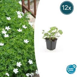 Garden basics 12x Geranium sang. 'Album' - ↕10-25cm - Ø9cm (47812)