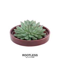Rootless by aloe demi ROOTLESS Succulent Echeveria Pulidonis in schaal 'rood' Ø20 cm (8721001420155)