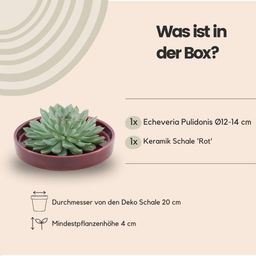 Rootless by aloe demi ROOTLESS Succulent Echeveria Pulidonis in schaal 'rood' Ø20 cm (8721001420155)