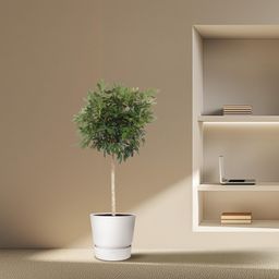 Schefflera Arboricola Compacta boom - 190 cm - ø45 (8721055691440)