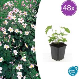 Garden basics 48x Anemone tom. 'Robustissima' - ↕10-25cm - Ø9cm (50367)