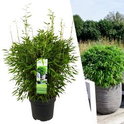 My perfect garden 1 x Fargesia moontears 'Boobux XL - Ø 29 cm - ↨ 70 cm (8721001421565)