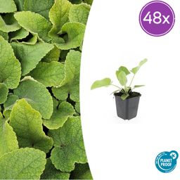 Garden basics 48x Phlomis russeliana - ↕10-25cm - Ø9cm (50524)
