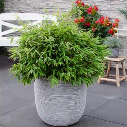 My perfect garden 1 x Fargesia moontears 'Boobux XL - Ø 29 cm - ↨ 70 cm (8721001421565)