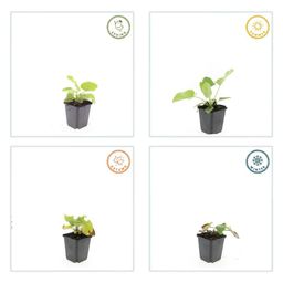 Garden basics 48x Phlomis russeliana - ↕10-25cm - Ø9cm (50524)