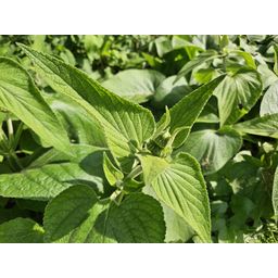 Garden basics 48x Phlomis russeliana - ↕10-25cm - Ø9cm (50524)
