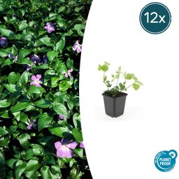 Garden basics 12x Vinca major - ↕10-25cm - Ø9cm (47941)