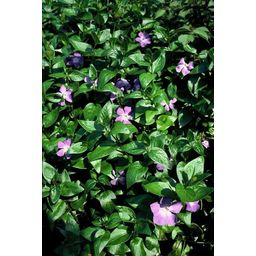 Garden basics 12x Vinca major - ↕10-25cm - Ø9cm (47941)