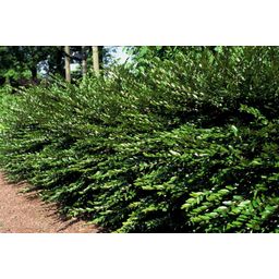 Garden basics 6x Lonicera pileata - ↕10-25cm - Ø9cm (47911)