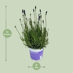 Lavendel Lavandula Hidcote Blue Blauw (25485)