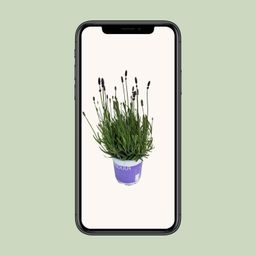 Lavendel Lavandula Hidcote Blue Blauw (25485)