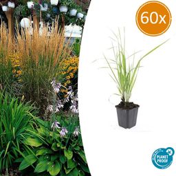 Garden basics 60x Calamagrostis acut. 'Karl Foerster' - ↕10-25cm - Ø9cm (47625)