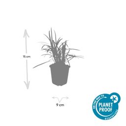 Garden basics 48x Liriope muscari 'Moneymaker' - ↕10-25cm - Ø9cm (50473)
