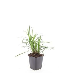 Garden basics 48x Liriope muscari 'Moneymaker' - ↕10-25cm - Ø9cm (50473)
