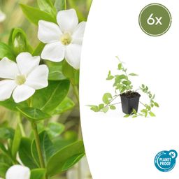 Garden basics 6x Vinca major 'Alba' - ↕10-25cm - Ø9cm (48010)