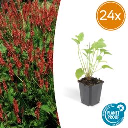 Garden basics 24x Persicaria amplexicaulis - ↕10-25cm - Ø9cm (50510)
