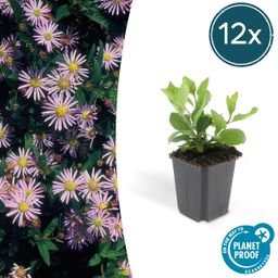 Garden basics 12x Aster ageratoides 'Asran' - ↕10-25cm - Ø9cm (46870)