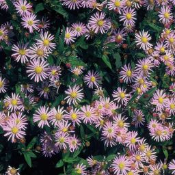 Garden basics 12x Aster ageratoides 'Asran' - ↕10-25cm - Ø9cm (46870)