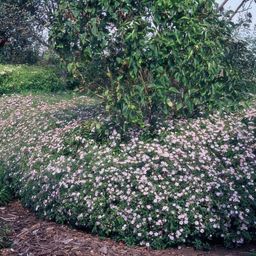 Garden basics 12x Aster ageratoides 'Asran' - ↕10-25cm - Ø9cm (46870)