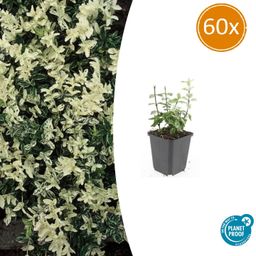 Garden basics 60x Euonymus fort. 'Harlequin' - ↕10-25cm - Ø9cm (47712)