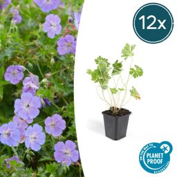 Garden basics 12x Geranium Rozanne - ↕10-25cm - Ø9cm (46920)