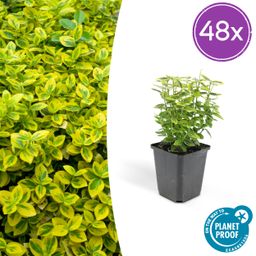Garden basics 48x Euonymus fort. 'Emerald 'n Gold’ - ↕10-25cm - Ø9cm (50317)