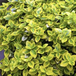 Garden basics 48x Euonymus fort. 'Emerald 'n Gold’ - ↕10-25cm - Ø9cm (50317)