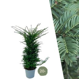 Plants by frank Grote taxus planten voor 10 strekkende meter haag | - 12L - 20 x | ↨ 100-125 cm (8721001420940)