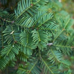 Plants by frank Grote taxus planten voor 10 strekkende meter haag | - 12L - 20 x | ↨ 100-125 cm (8721001420940)