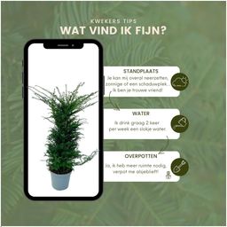 Plants by frank Grote taxus planten voor 10 strekkende meter haag | - 12L - 20 x | ↨ 100-125 cm (8721001420940)