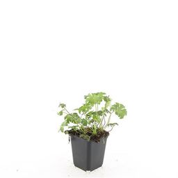 Garden basics 24x Geranium sang. 'Album' - ↕10-25cm - Ø9cm (50432)