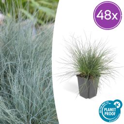 Garden basics 48x Festuca glauca 'Elijah Bleu' - ↕10-25cm - Ø9cm (50413)
