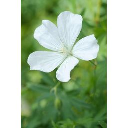 Garden basics 24x Geranium sang. 'Album' - ↕10-25cm - Ø9cm (50432)