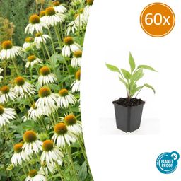 Garden basics 60x Echinacea p. 'White Swan' - ↕10-25cm - Ø9cm (47693)