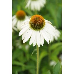 Garden basics 60x Echinacea p. 'White Swan' - ↕10-25cm - Ø9cm (47693)