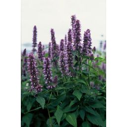 Garden basics 12x Agastache 'Blue Fortune' - ↕10-25cm - Ø9cm (47565)