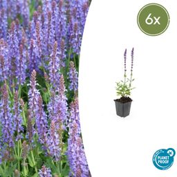Garden basics 6x Salvia nem. 'Caradonna' - ↕10-25cm - Ø9cm (47985)