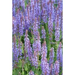 Garden basics 6x Salvia nem. 'Caradonna' - ↕10-25cm - Ø9cm (47985)