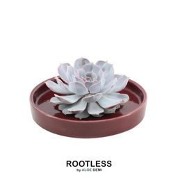 Rootless by aloe demi ROOTLESS Succulent Echeveria Lilacina in schaal 'rood' Ø20 cm (8721001420230)
