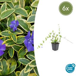 Garden basics 6x Vinca minor 'Blue and Gold' - ↕10-25cm - Ø9cm (48030)