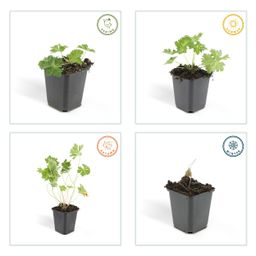 Garden basics 48x Geranium Rozanne - ↕10-25cm - Ø9cm (50321)