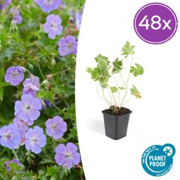 Garden basics 48x Geranium Rozanne - ↕10-25cm - Ø9cm (50321)
