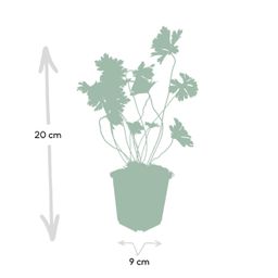 Garden basics 48x Geranium Rozanne - ↕10-25cm - Ø9cm (50321)