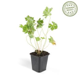 Garden basics 48x Geranium Rozanne - ↕10-25cm - Ø9cm (50321)