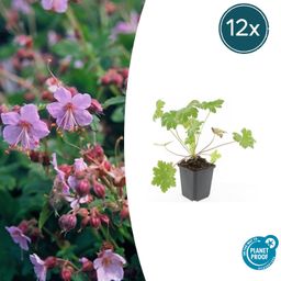 Garden basics 12x Geranium macr. 'Ingwersen's Var.' - ↕10-25cm - Ø9cm (47788)
