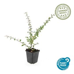 Garden basics 24x Cotoneaster suec. 'Coral Beauty' - ↕10-25cm - Ø9cm (50299)