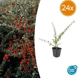 Garden basics 24x Cotoneaster suec. 'Coral Beauty' - ↕10-25cm - Ø9cm (50299)