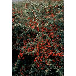 Garden basics 24x Cotoneaster suec. 'Coral Beauty' - ↕10-25cm - Ø9cm (50299)