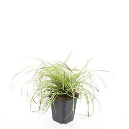 Garden basics 24x Carex oshim. 'Evergold' - ↕10-25cm - Ø9cm (50386)